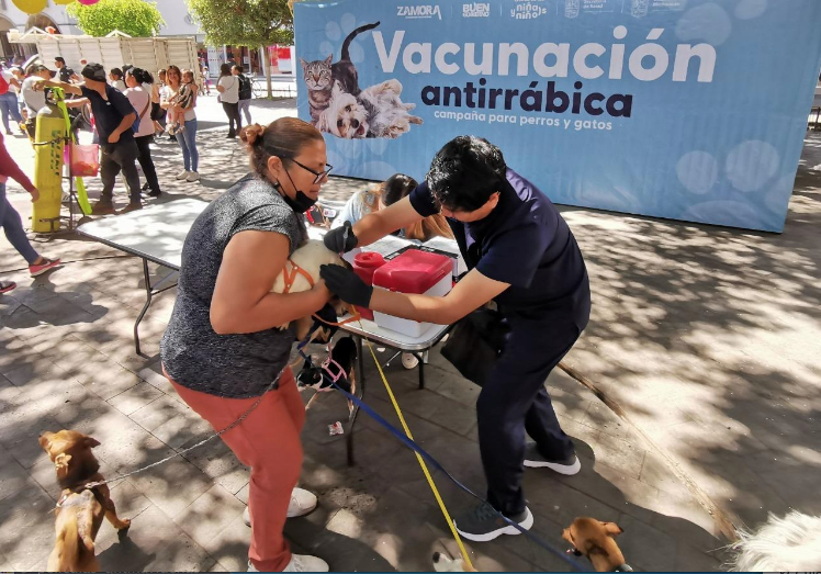 Buen Gobierno anuncia campaña gratuita de vacunación antirrábica para perros y gatos