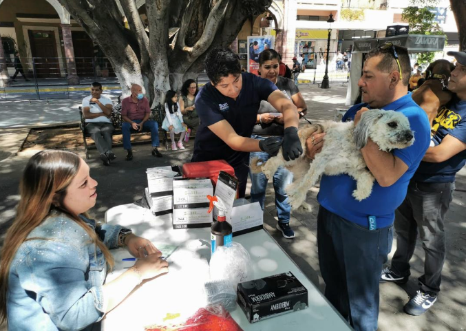 Realizan más de 400 esterilizaciones y aplican mil vacunas antirrábicas 
